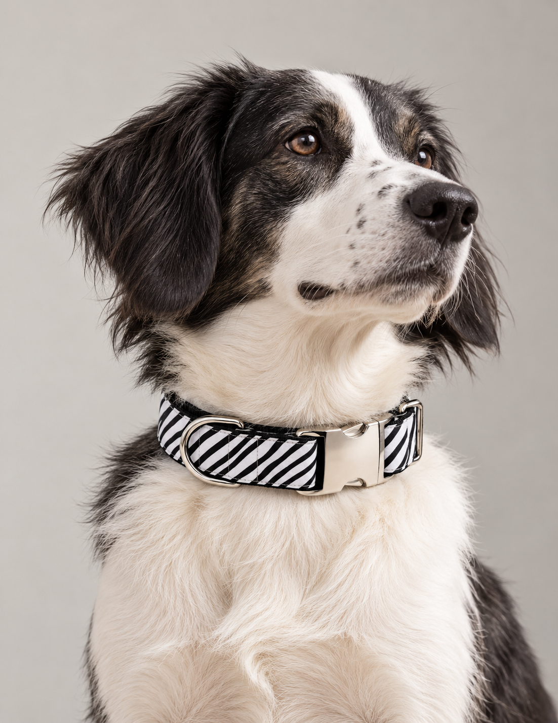 SIRKAWS Urban collection – Snow Zebra dog collar