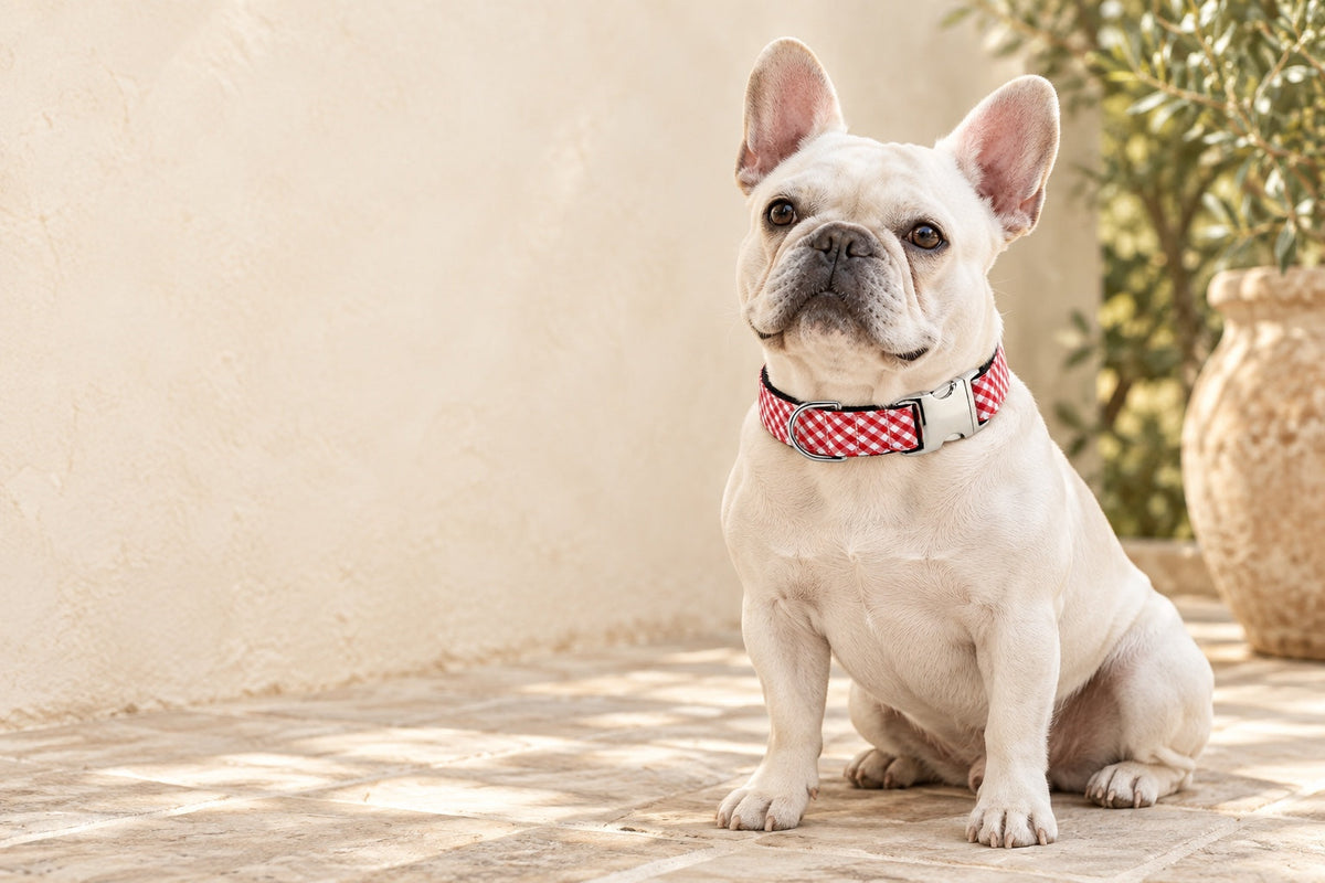Bulldog francés con el collar de vichy rojo SIRKAWS