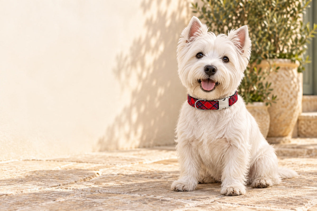 West highland terrier con el collar de tartán royal SIRKAWS